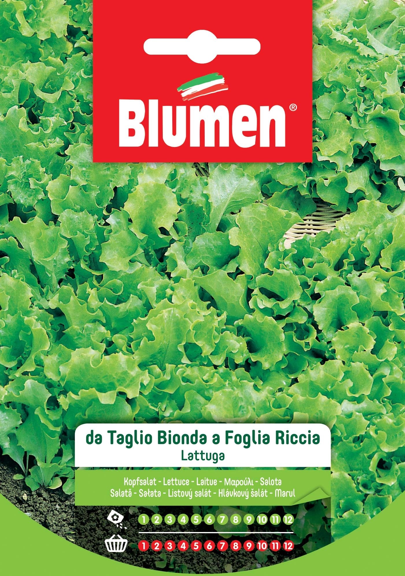 Semi Lattuga da taglio a foglia riccia Semi Lattuga da taglio a foglia riccia