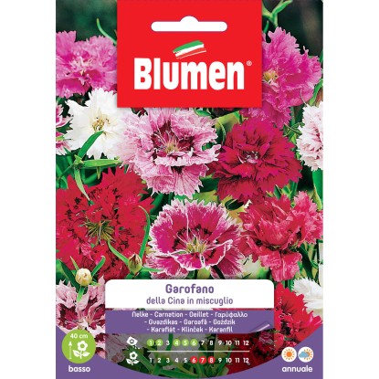 Blumen Garofano della cina in miscuglio Blumen Garofano della cina in miscuglio