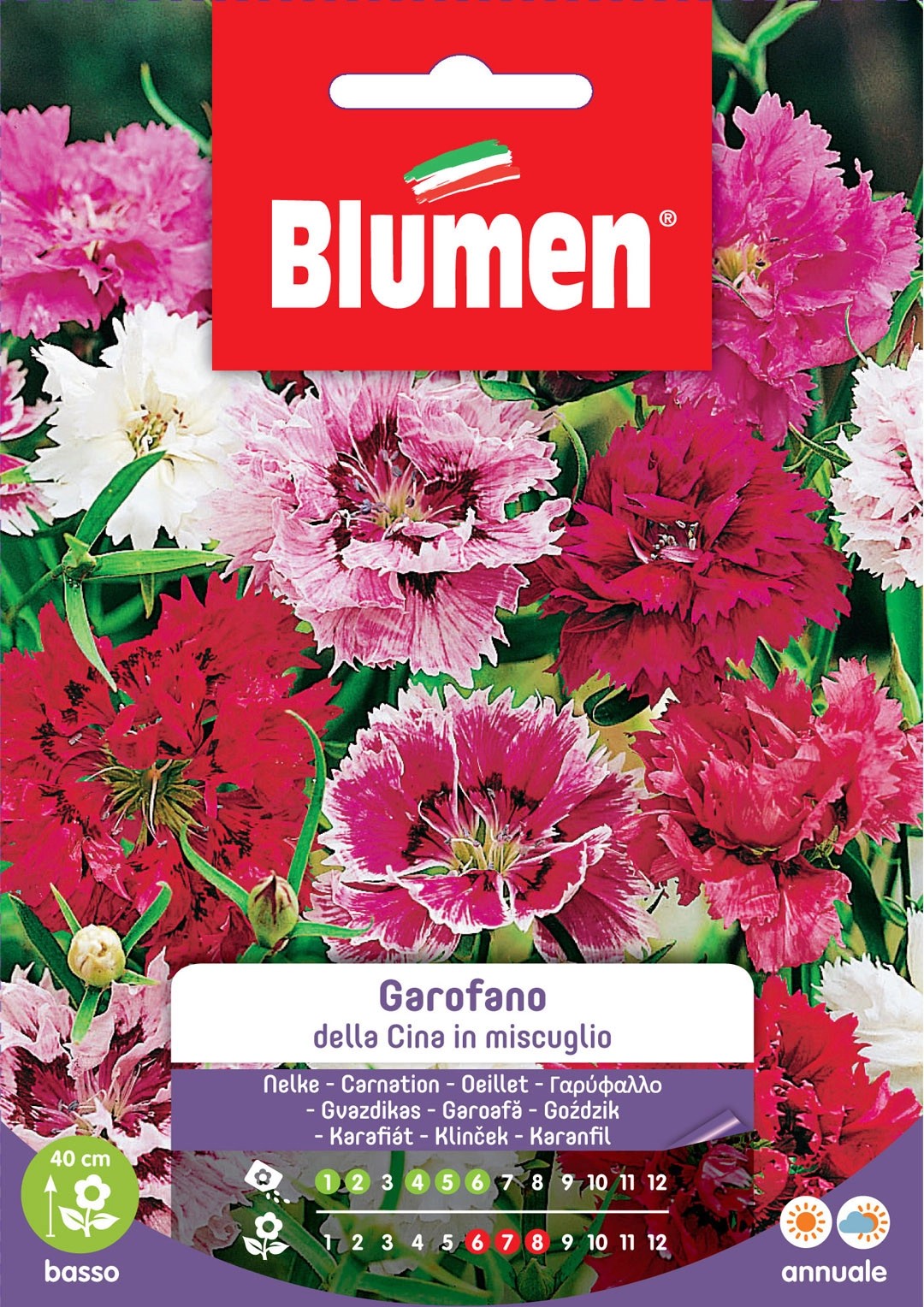 Blumen Garofano della cina in miscuglio Blumen Garofano della cina in miscuglio