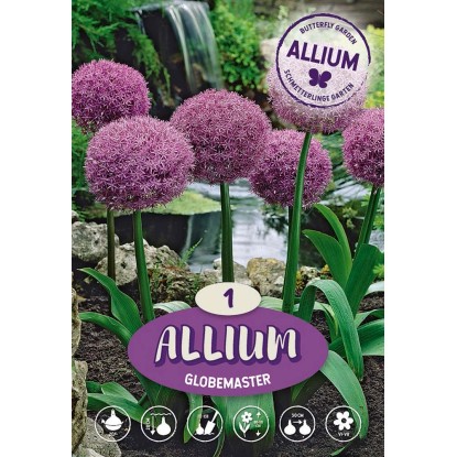 Allium Globemaster Allium Globemaster