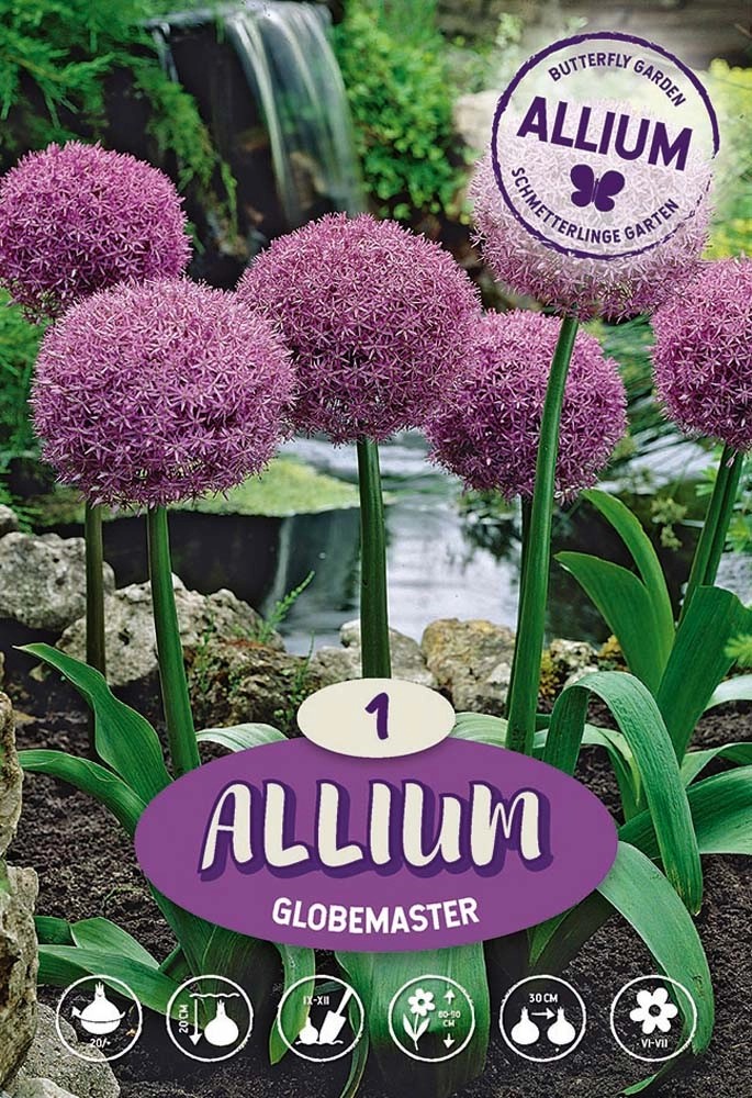Allium Globemaster Allium Globemaster