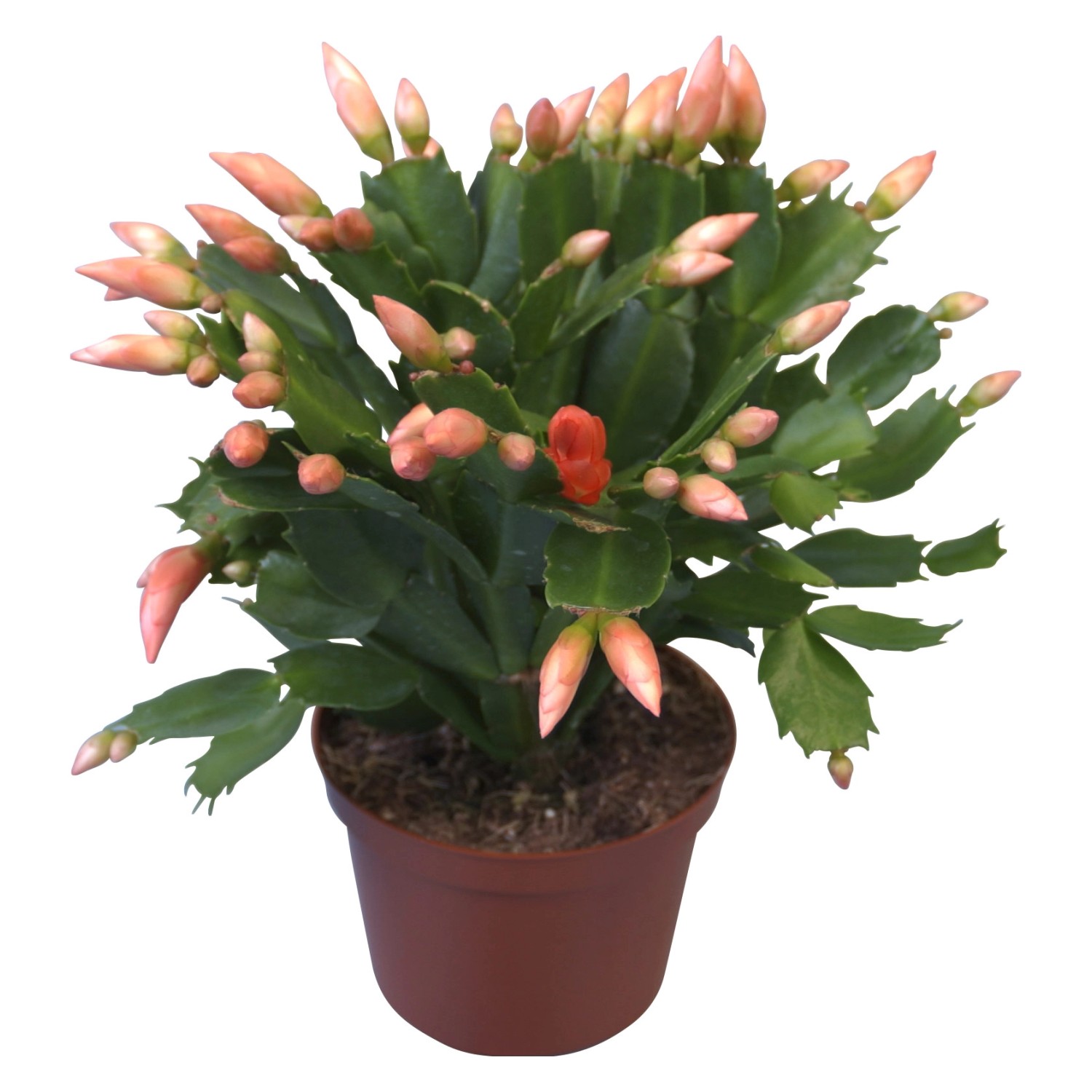 Cactus di Pasqua arancione in vaso Ø 11,5 cm Cactus di Pasqua arancione in vaso Ø 11,5 cm