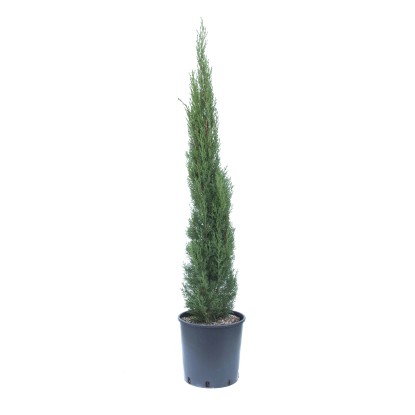 Cupressus sempervirens `Totem` Cupressus sempervirens `Totem`
