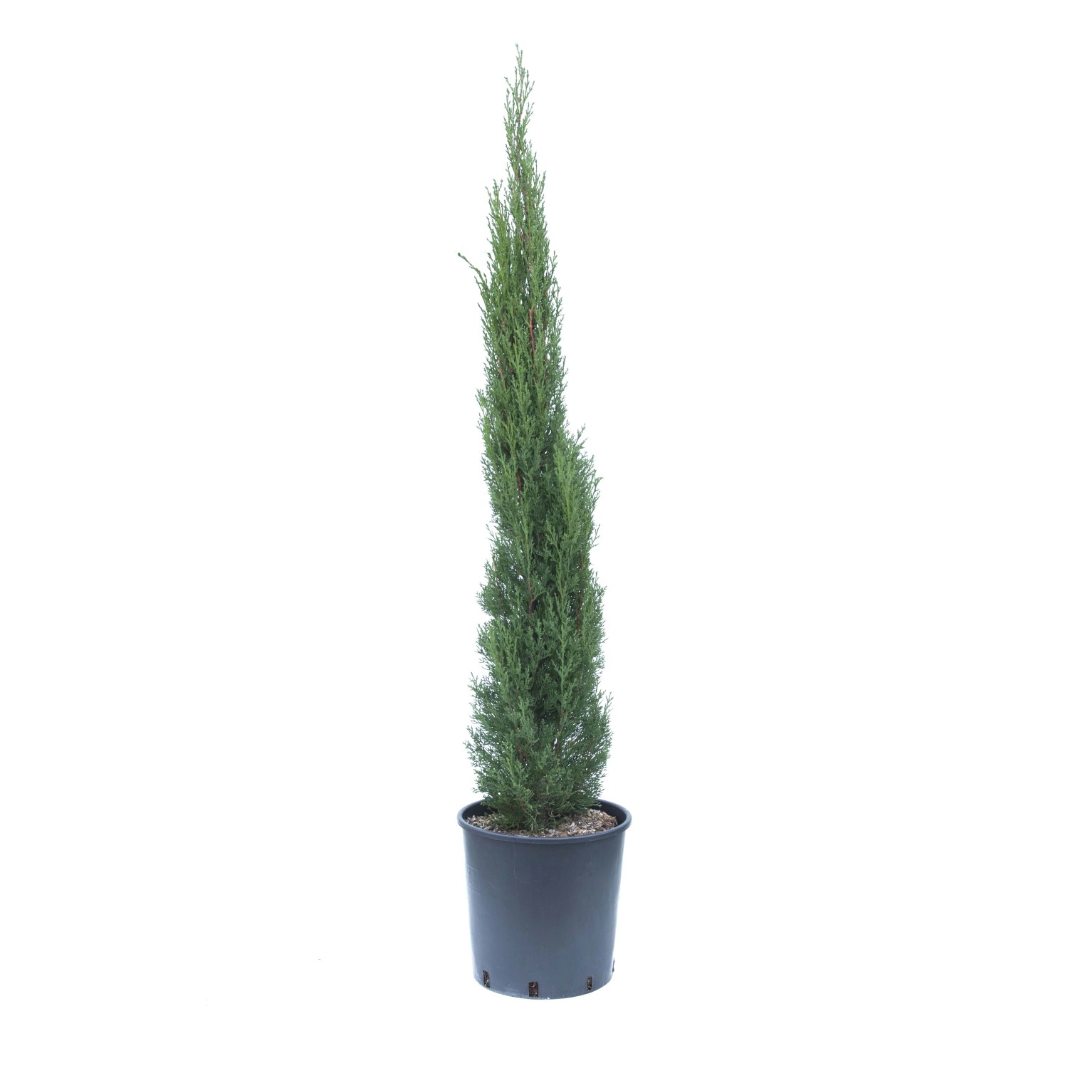 Cupressus sempervirens `Totem` Cupressus sempervirens `Totem`