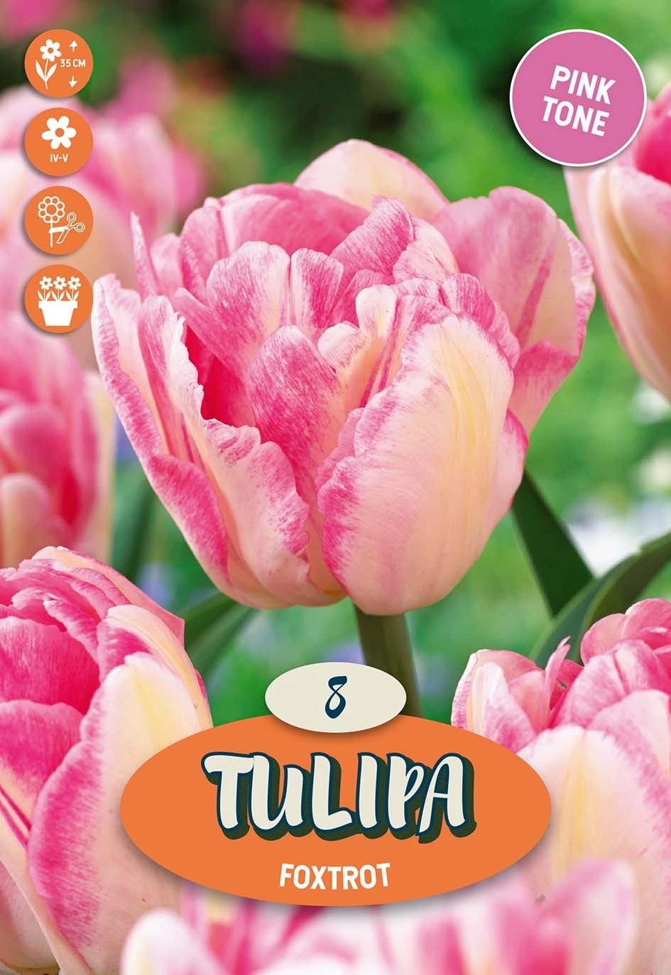 Tulipano Foxtrot Tulipano Foxtrot