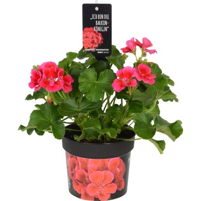 Calliope Red Splash in vaso Ø 13 cm Calliope Red Splash in vaso Ø 13 cm