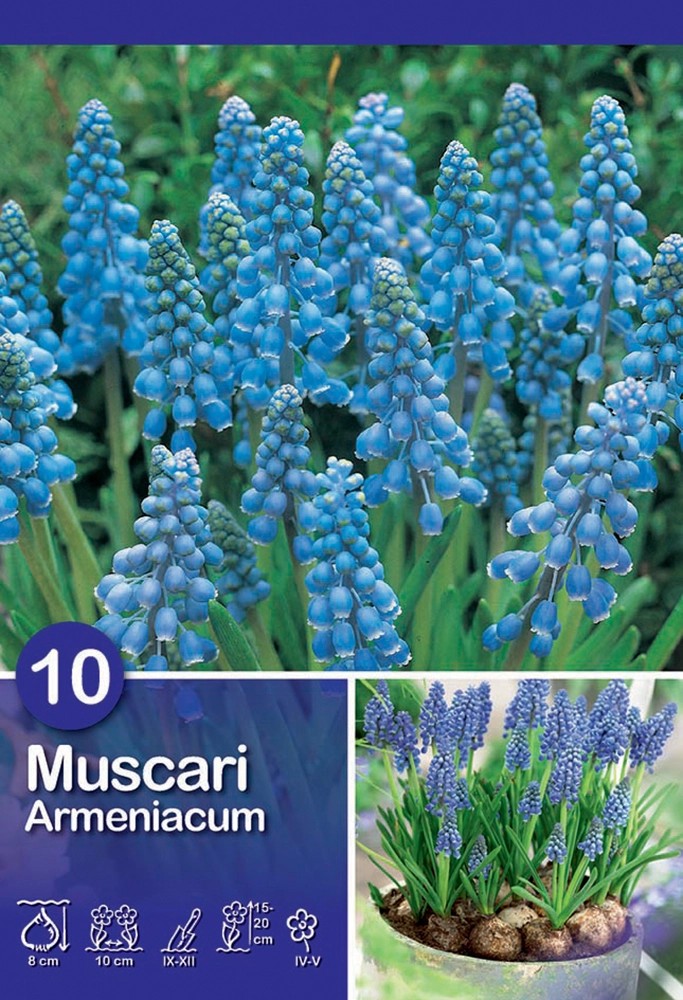 Muscari Armeniacum 10 pz Muscari Armeniacum 10 pz