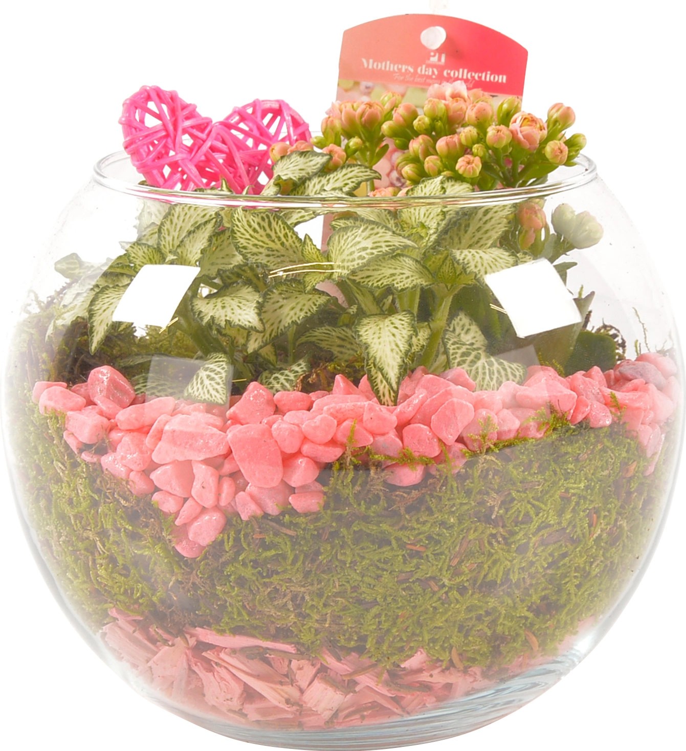 Composizione regalo 2 piante in vaso di vetro con fiori rosa Composizione regalo 2 piante in vaso di vetro con fiori rosa