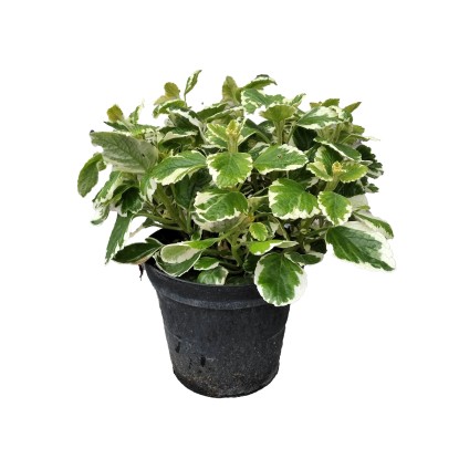 Incenso Plectranthus vaso Ø cm 14 Incenso Plectranthus vaso Ø cm 14