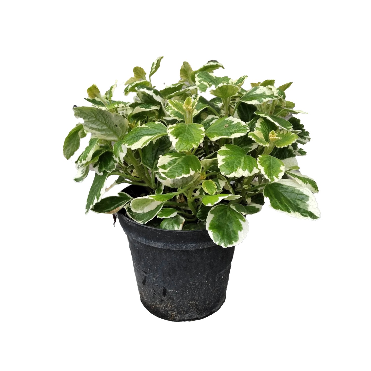 Incenso Plectranthus vaso Ø cm 14 Incenso Plectranthus vaso Ø cm 14
