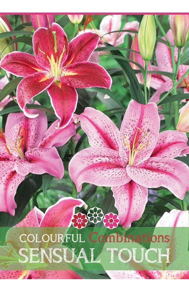 Lilium "Sensual Touch" Lilium "Sensual Touch"