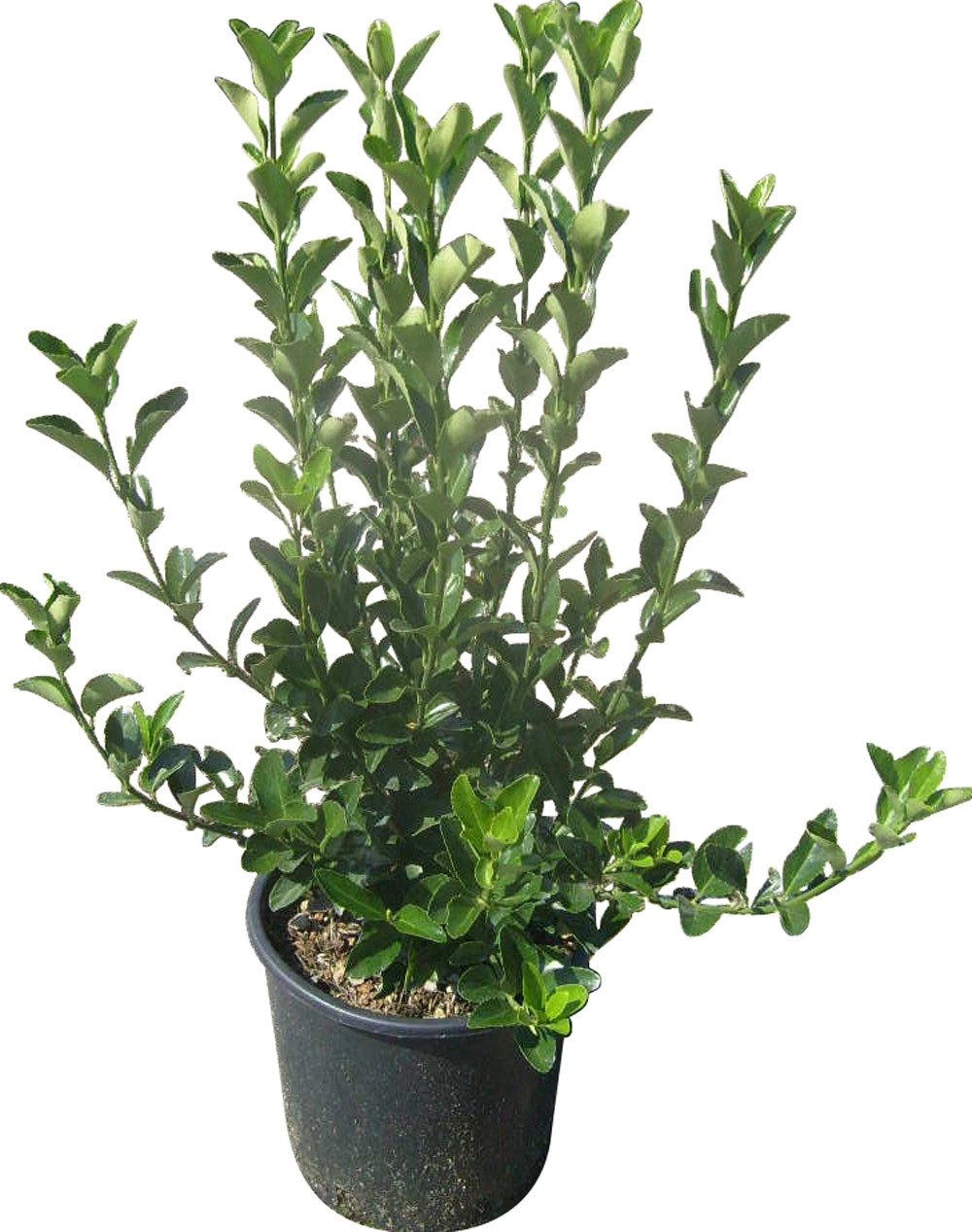 Evonimo verde 40 cm Evonimo verde 40 cm