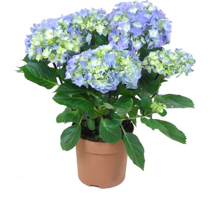 Ortensia vari colori vaso Ø 14 cm Ortensia vari colori vaso Ø 14 cm