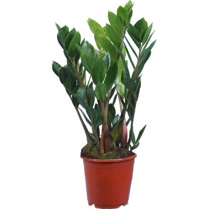 Zamioculcas zamiifolia con vaso Ø 12 cm Zamioculcas zamiifolia con vaso Ø 12 cm