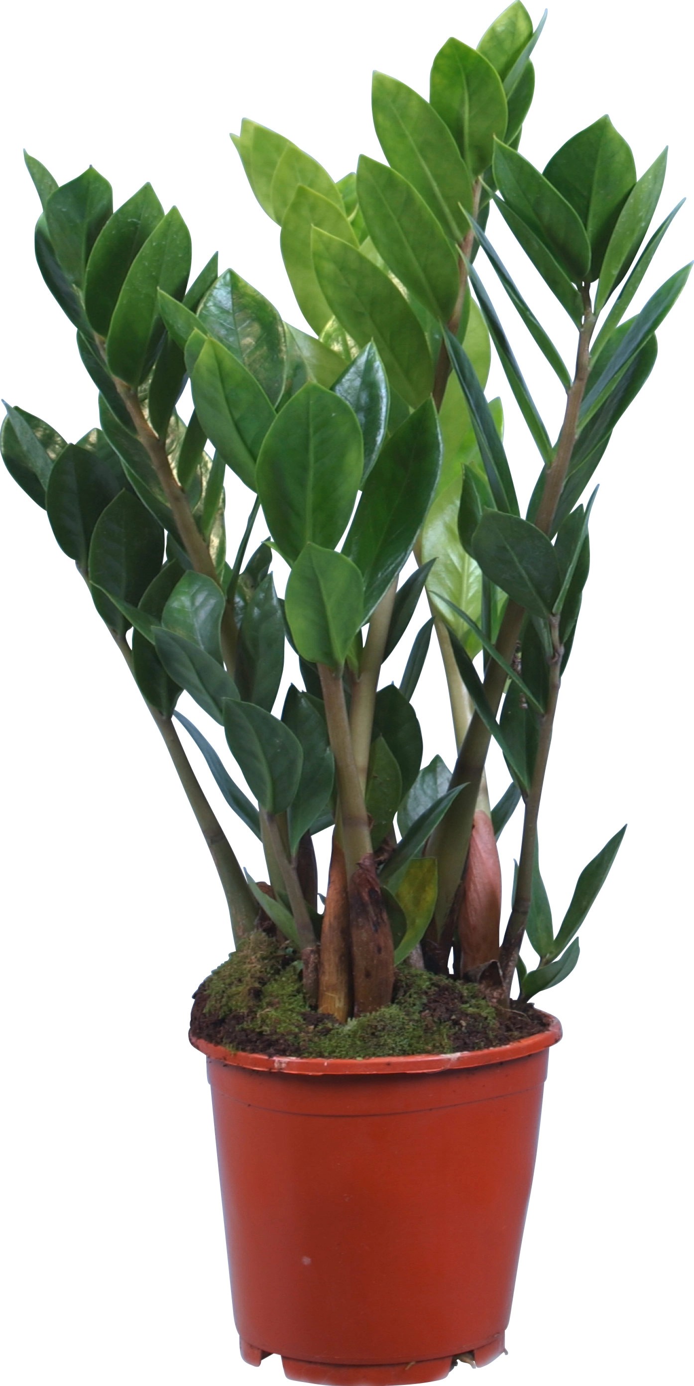 Zamioculcas zamiifolia con vaso Ø 12 cm Zamioculcas zamiifolia con vaso Ø 12 cm