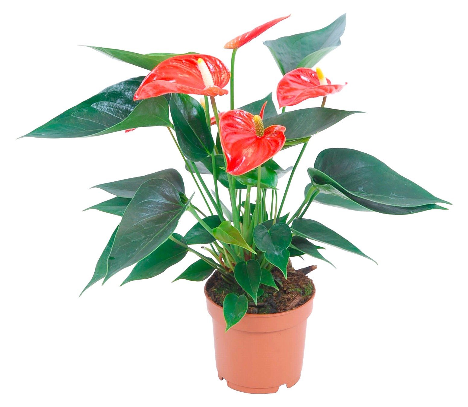 Anturium arancione vaso Ø 12 cm Anturium arancione vaso Ø 12 cm