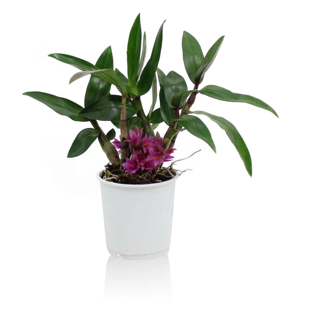 Dendrobium Nobilee Forma Mix vaso 9 cm Dendrobium Nobilee Forma Mix vaso 9 cm