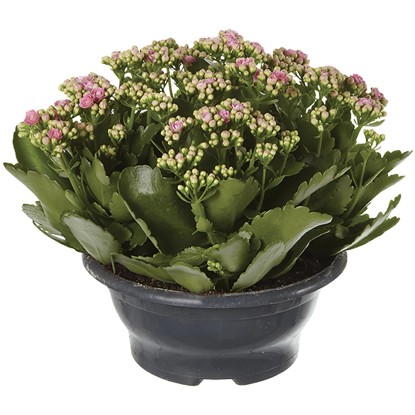 Kalanchoe Calandiva Ti sento fiore doppio Ø 23 cm Kalanchoe Calandiva Ti sento fiore doppio Ø 23 cm