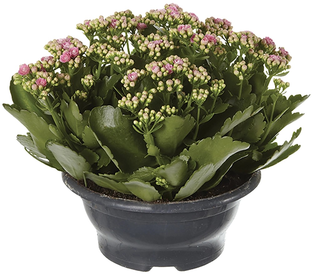 Kalanchoe Calandiva Ti sento fiore doppio Ø 23 cm Kalanchoe Calandiva Ti sento fiore doppio Ø 23 cm