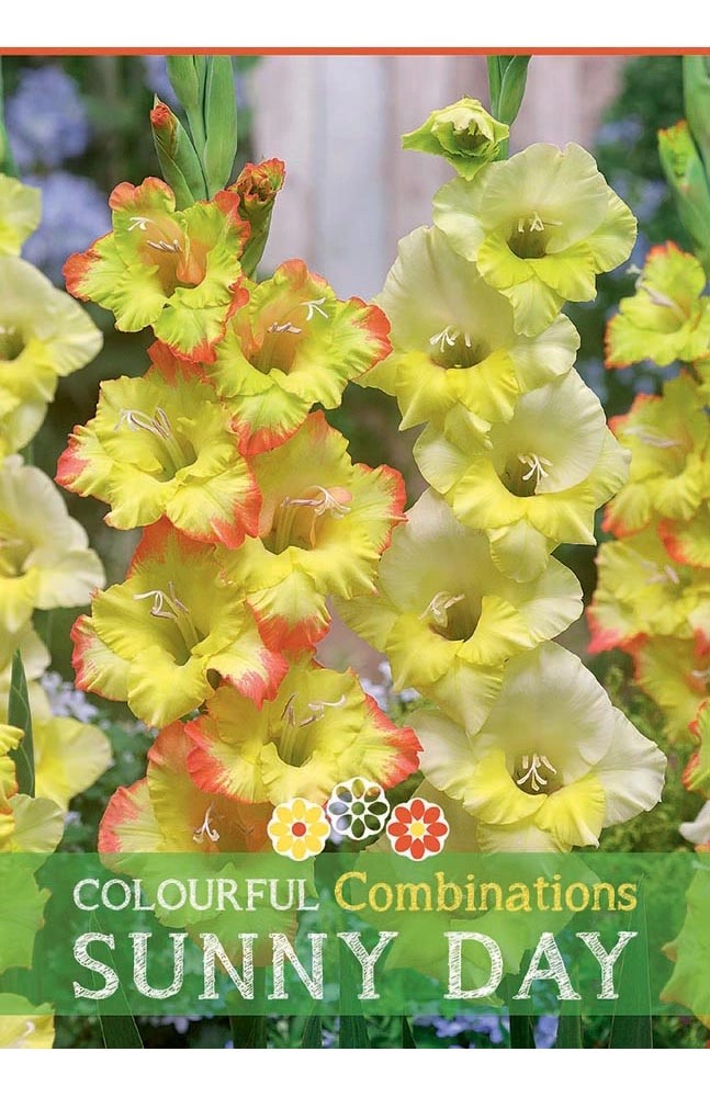 Gladiolus "Sunny Day" Gladiolus "Sunny Day"