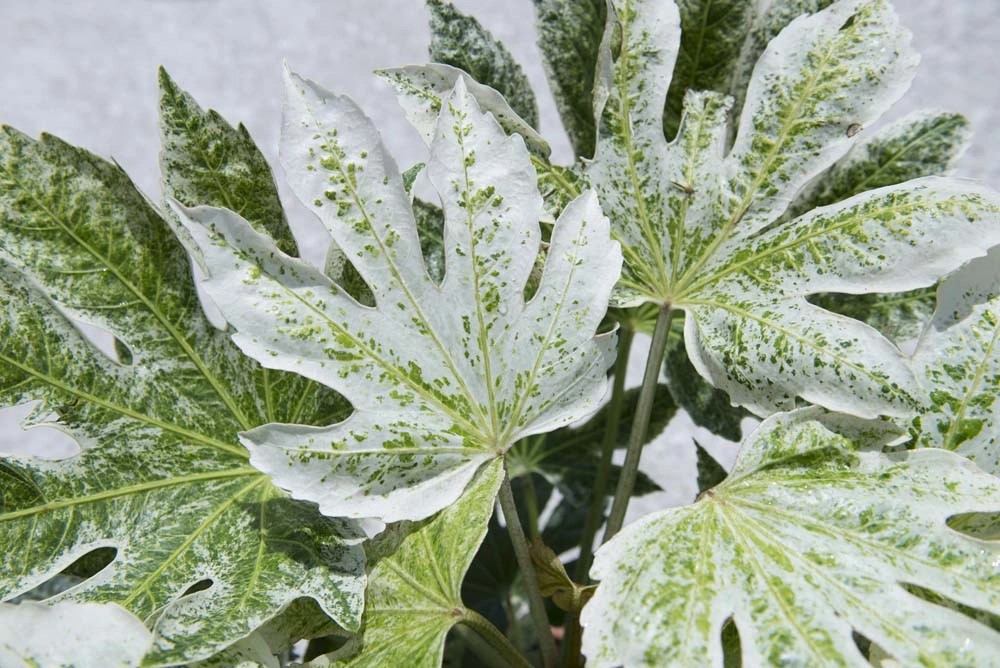 Fatsia Spider`s Web Ø vaso 24 cm H 200 cm Fatsia Spider`s Web Ø vaso 24 cm H 200 cm