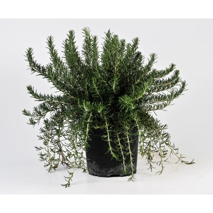 Pianta di Rosmarino Prostrato vaso Ø 19 cm Pianta di Rosmarino Prostrato vaso Ø 19 cm