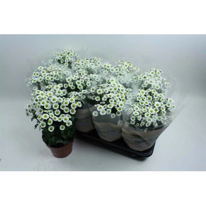 Crisantemoind Zemblaspraymix Vaso 13 cm Crisantemoind Zemblaspraymix Vaso 13 cm