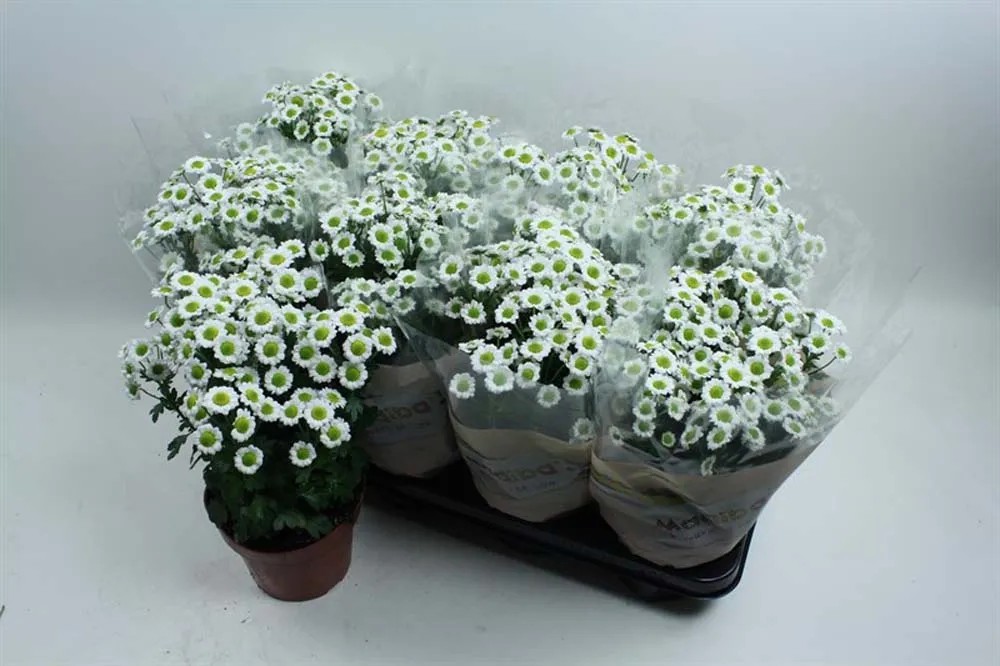 Crisantemoind Zemblaspraymix Vaso 13 cm Crisantemoind Zemblaspraymix Vaso 13 cm