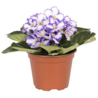 Violetta africana Blu Bianco vaso ca. Ø 12 cm Saintpaulia Violetta africana Blu Bianco vaso ca. Ø 12 cm Saintpaulia