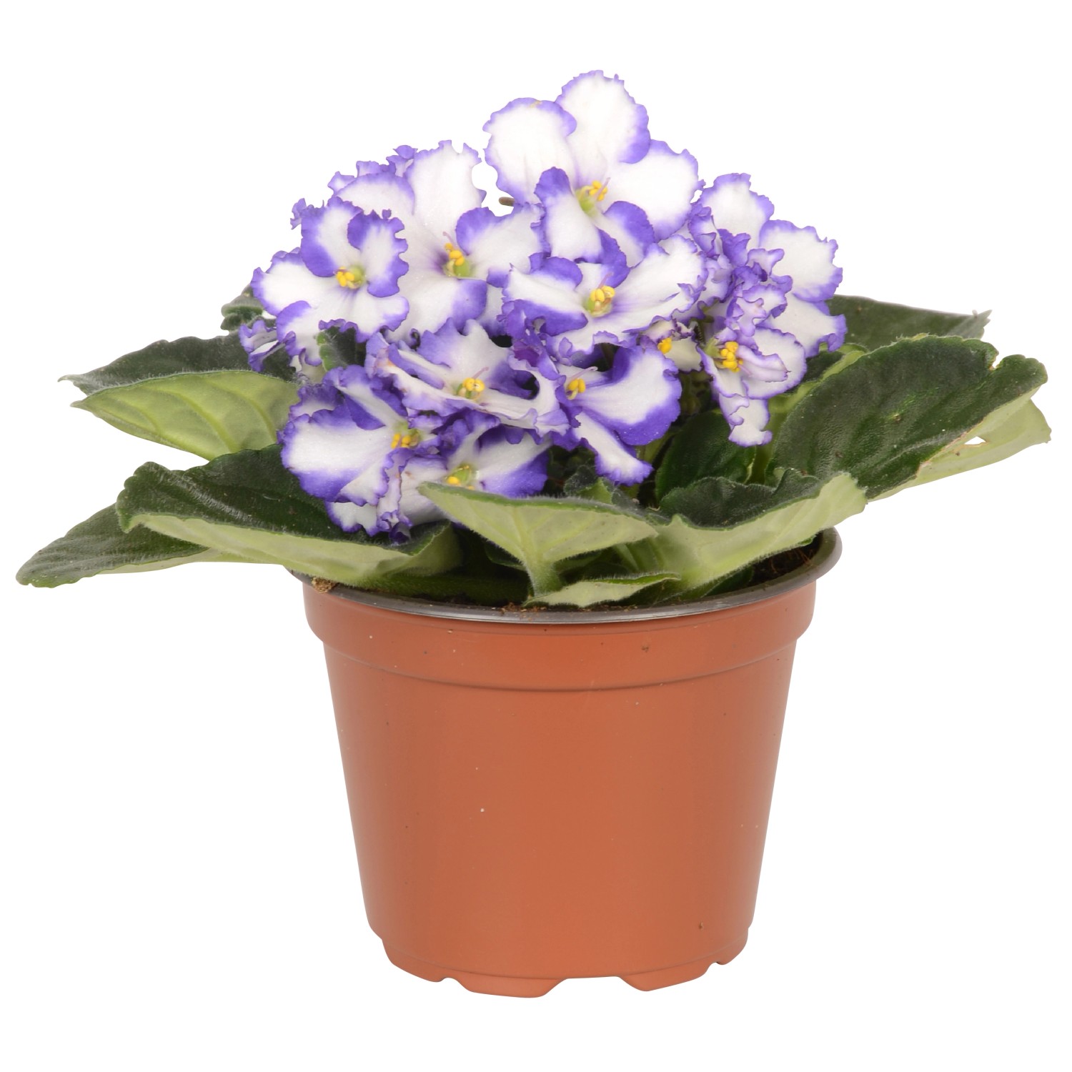 Violetta africana Blu Bianco vaso ca. Ø 12 cm Saintpaulia Violetta africana Blu Bianco vaso ca. Ø 12 cm Saintpaulia