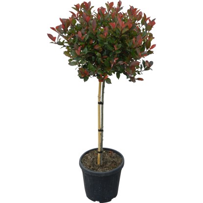 Fotinia "Little Red Robin" Altezza ca. 110 cm Vaso ca. 18 l Photinia Fotinia "Little Red Robin" Altezza ca. 110 cm Vaso ca. 18 l Photinia