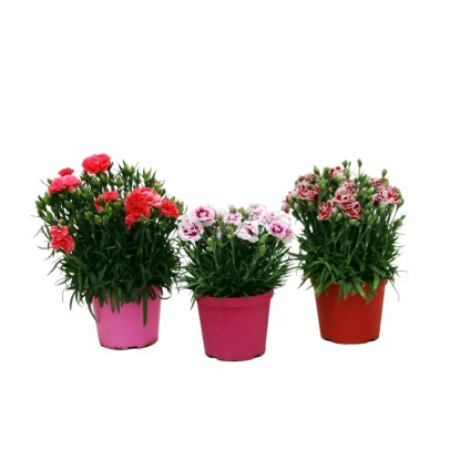 Garofano vaso 14 cm Garofano vaso 14 cm