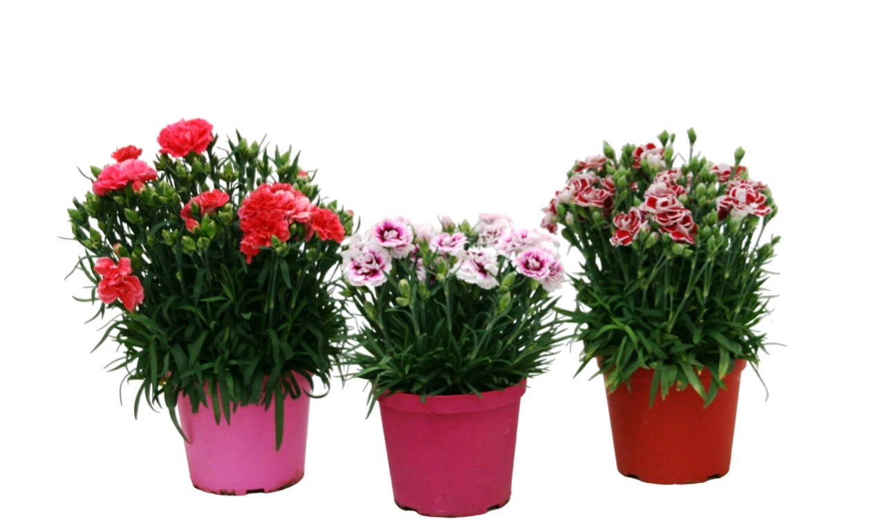 Garofano vaso 14 cm Garofano vaso 14 cm