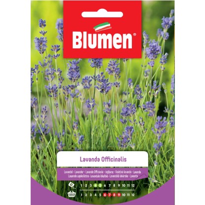 Semi Lavanda officinalis Blumen Semi Lavanda officinalis Blumen