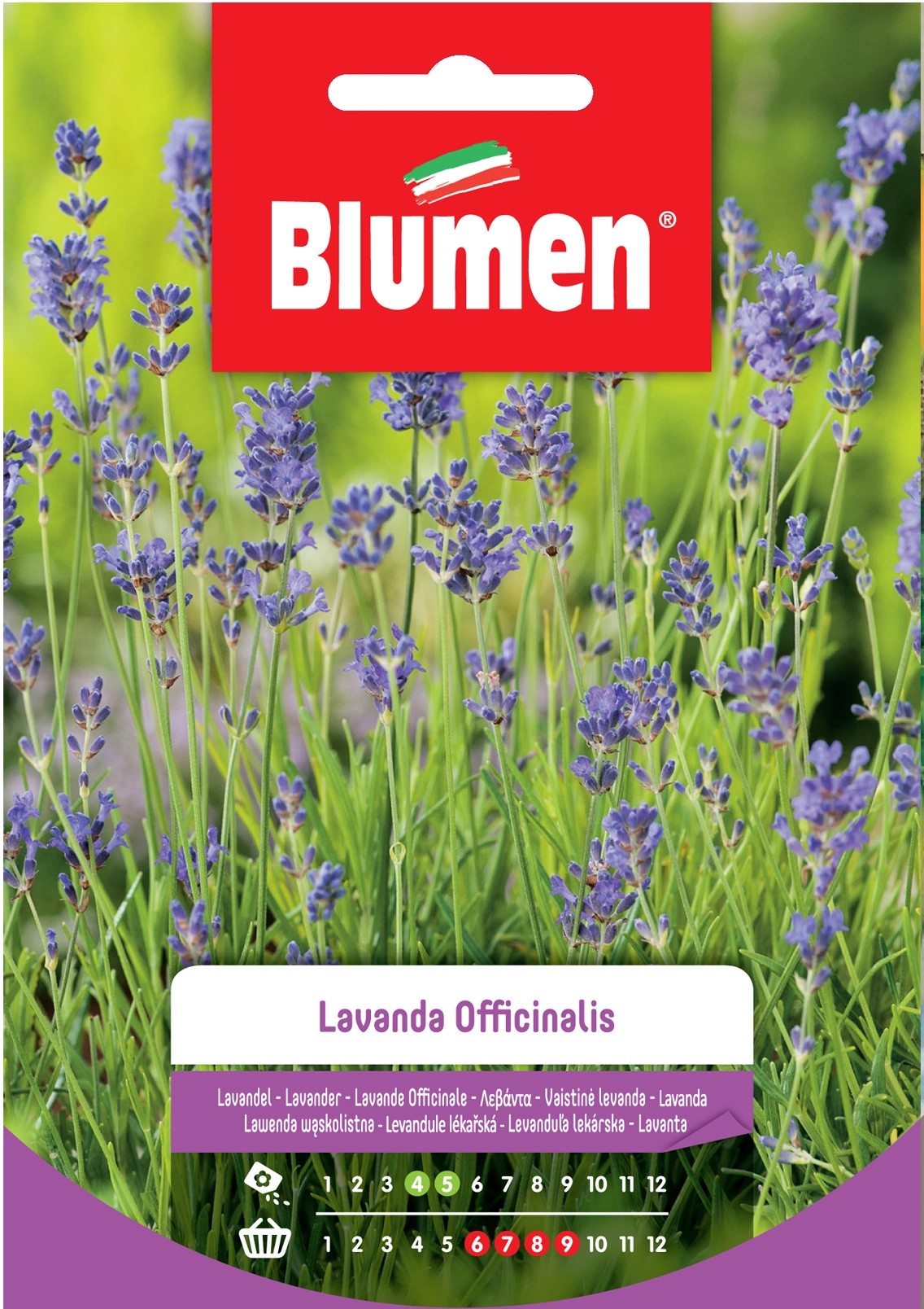 Semi Lavanda officinalis Blumen Semi Lavanda officinalis Blumen