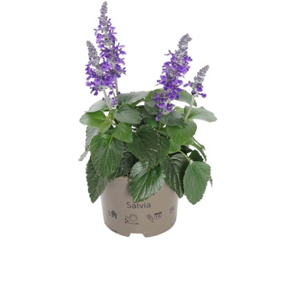 Piante Fiorite mix vaso 17 cm Piante Fiorite mix vaso 17 cm