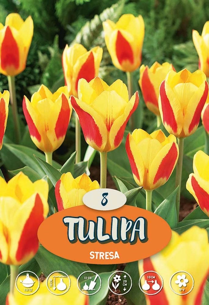 Tulipano Stresa Tulipano Stresa