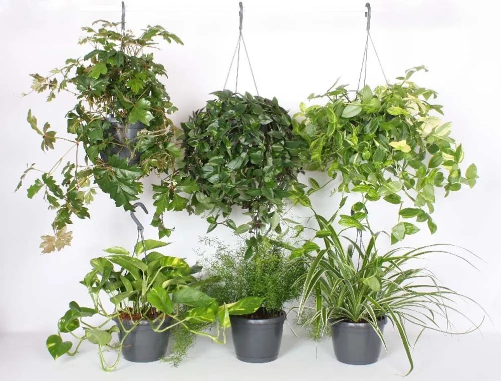 Pte Verdimix Invaso Vaso 17 cm Pte Verdimix Invaso Vaso 17 cm