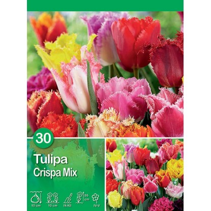 Tulipano Mixed 30 pz Tulipano Mixed 30 pz