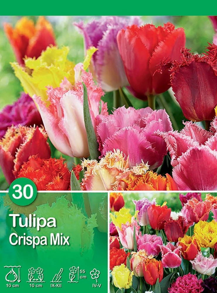 Tulipano Mixed 30 pz Tulipano Mixed 30 pz