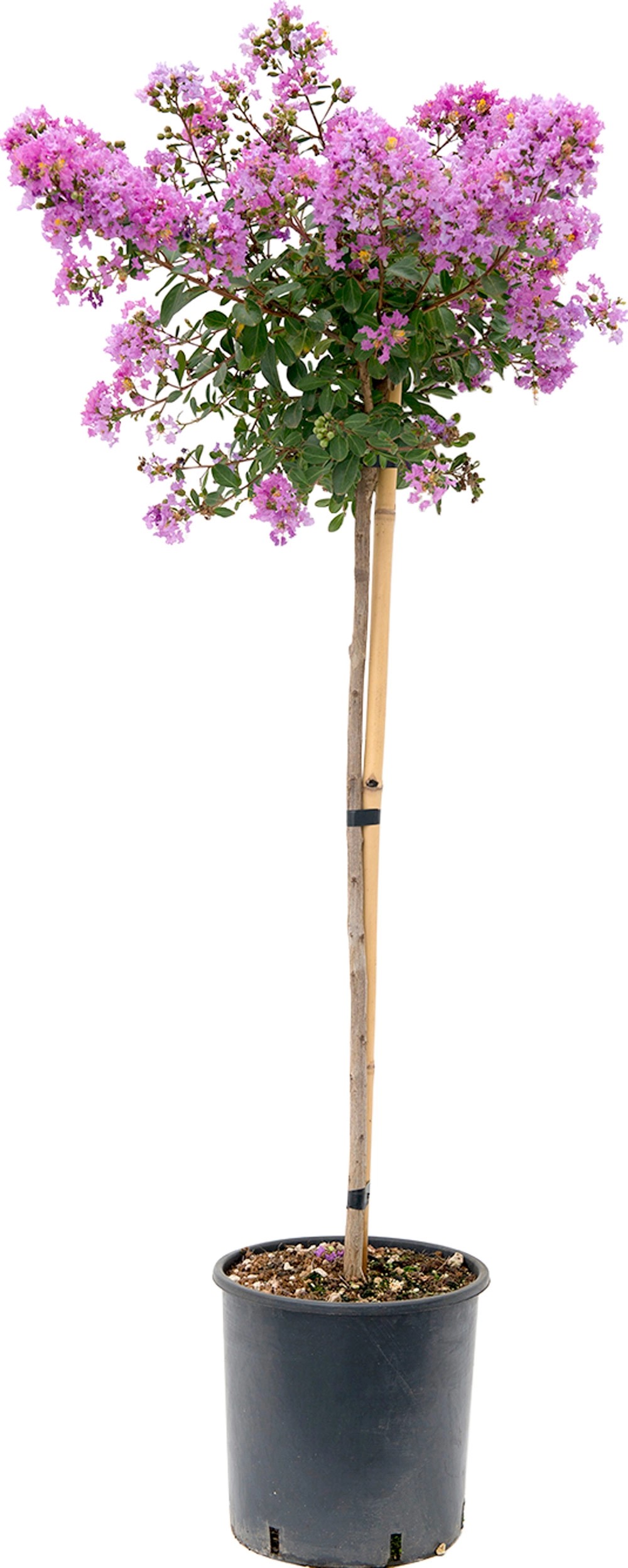 Lillà delle indie mezzo fusto Lillà delle indie mezzo fusto