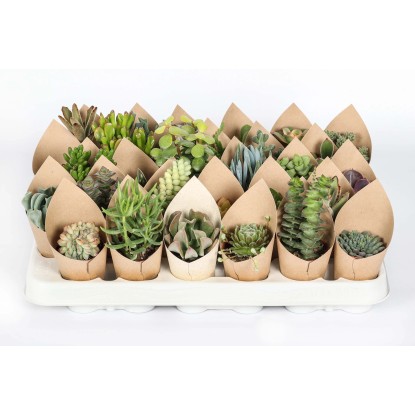 Piante grasse succulente Mix con Cover vaso Ø 5,5 cm Piante grasse succulente Mix con Cover vaso Ø 5,5 cm