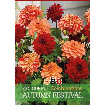 Dalia "Autumn Festival" Dalia "Autumn Festival"
