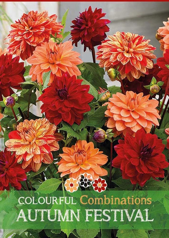Dalia "Autumn Festival" Dalia "Autumn Festival"