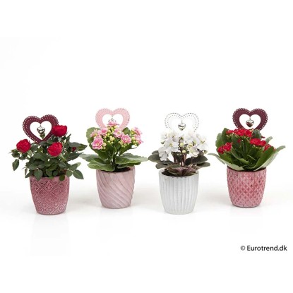 Composiz Kalanchoe Vaso 6 cm Composiz Kalanchoe Vaso 6 cm