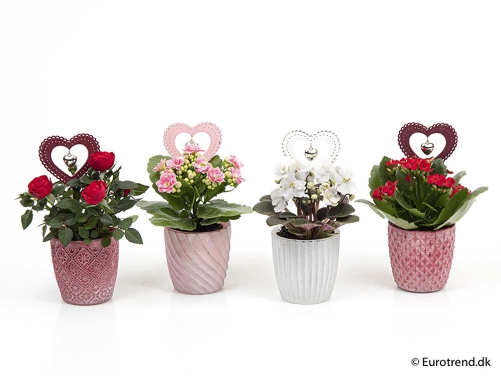 Composiz Kalanchoe Vaso 6 cm Composiz Kalanchoe Vaso 6 cm