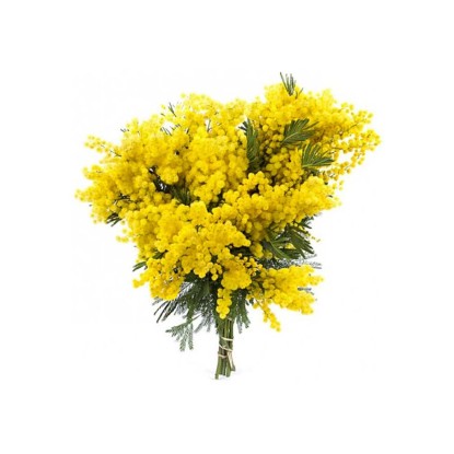 Mimosa mazzo con orchidea Mimosa mazzo con orchidea