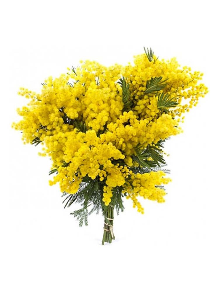 Mimosa mazzo con orchidea Mimosa mazzo con orchidea