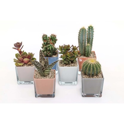 Cactus e succulente - Piante grasse vaso decorativo vetro 8x8 cm Cactus e succulente - Piante grasse vaso decorativo vetro 8x8 cm