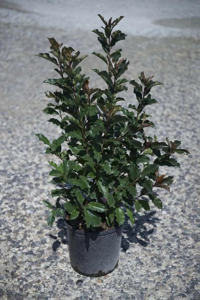 Photinia x fraseri `Magical Volcano` Photinia x fraseri `Magical Volcano`